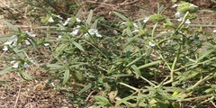 Leucas aspera